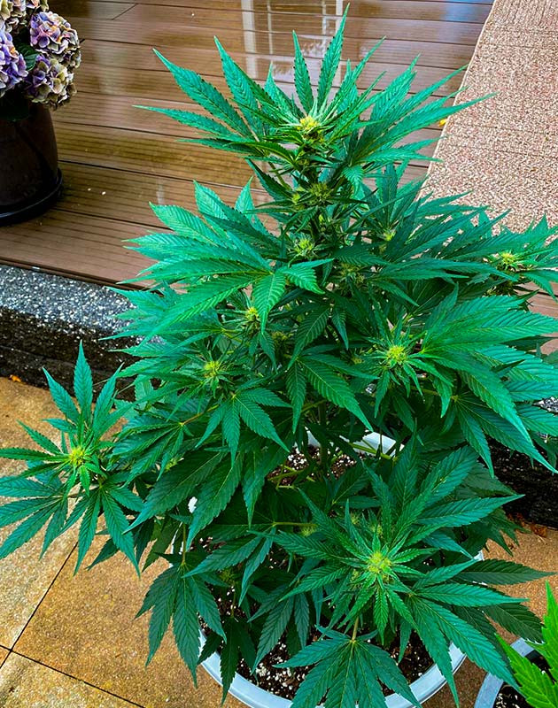 Возобновление плохой погоды и медленное развитие шишек Кусты Guava Auto на стадии цветения