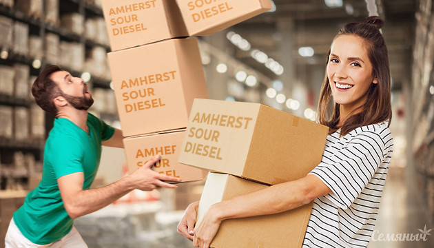 Покупайте Amherst Sour Diesel пока он в наличии Amherst Sour Diesel