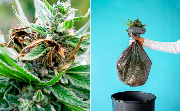 Что делать, если на растениях уже появилась гниль Как бороться с гнилью на конопле