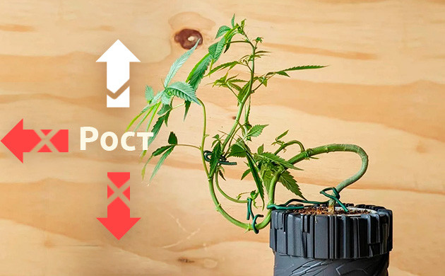 Форма куста конопли Форма куста каннабиса