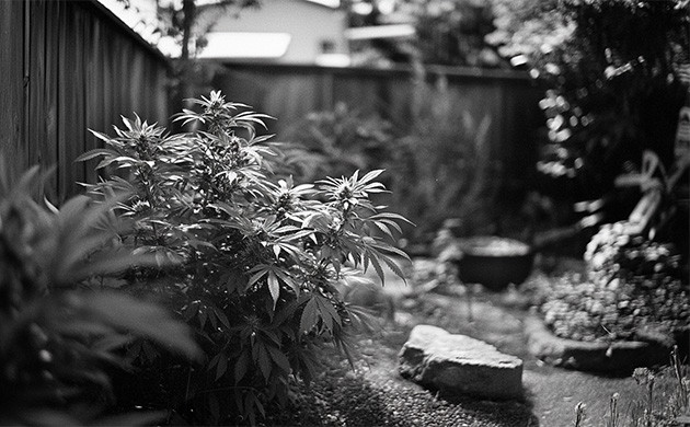 Первый урожай Хорхе Сервантеса Воспоминания о первых опытах Хорхе Сервантеса