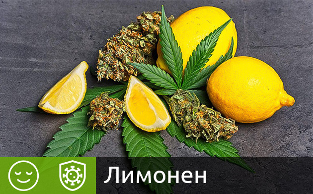 Лимонен в конопле Терпен лимонен