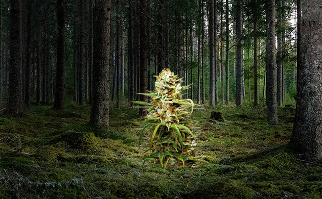 Выращивание каннабиса в аутдоре Каннабис в лесу