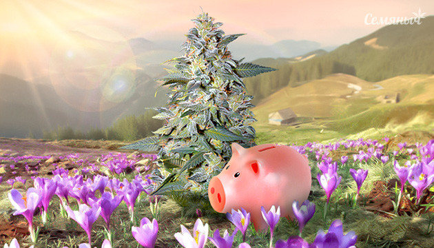 Дешевые сорта Сативы Недорогие сорта сативы