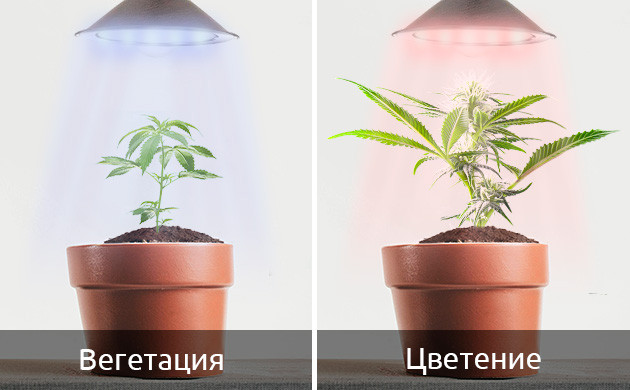 Задержка развития автоцвета из-за неправильного цветового спектра Световой спектр освещения для автоцветов