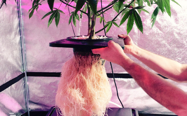 Выращивание на гидропонике гидропонный метод выращивания