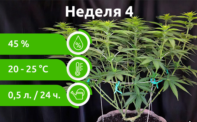 Четвертая неделя: Вегетация Неделя 4: Поздняя вегетация