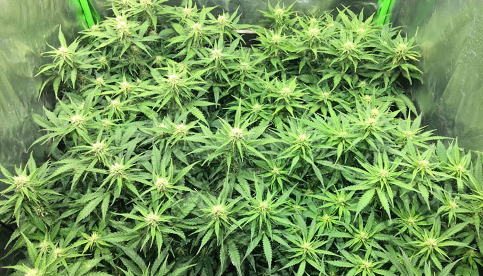 6 неделя выращивания сорта марихуаны Jack 47 auto Кусты Jack 47 Auto в гроутенте