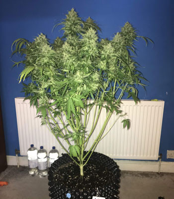 Подготовка к харвесту Jack 47 Auto после промывки и дефолиации