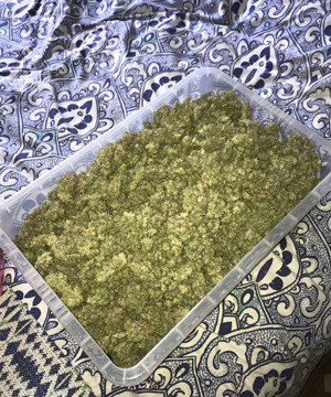 Урожай шишек марихуаны Собранный урожай