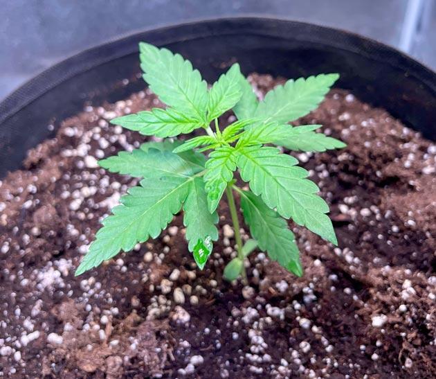 Растишка Runtz Auto от Barney's Farm на 3 неделе