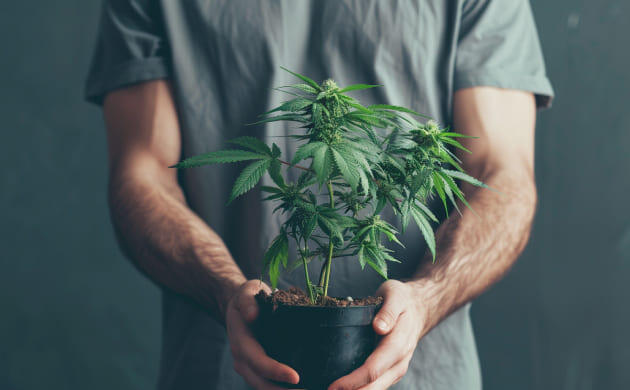 Cоветы по выращиванию каннабиса в холодном помещении Выращивание марихуаны в помещении без отопления