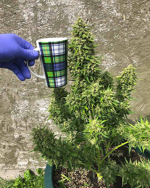 Сбор урожая Original Jack Herer Auto Сбор урожая с кустов Original Jack Herer Auto