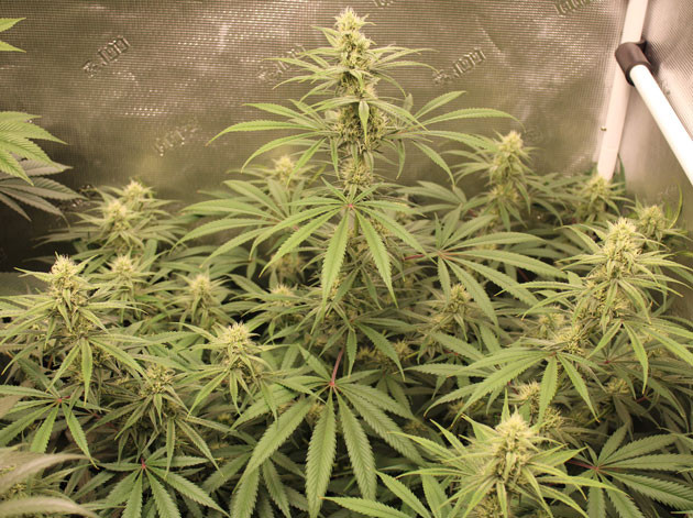 Изменение состава удобрений на цветении Выращивание куста конопли понедельно