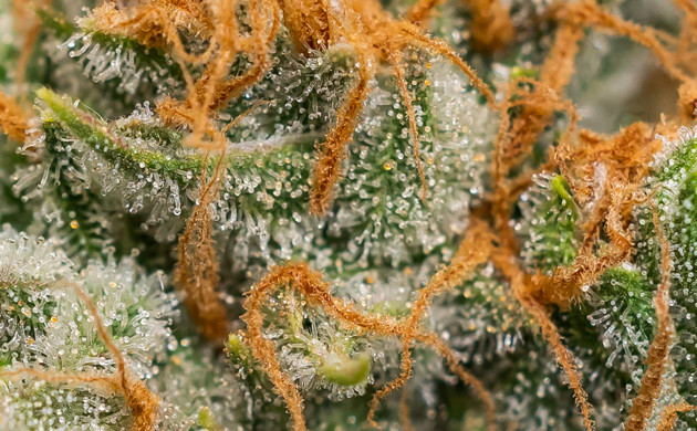 Последняя неделя перед промывкой и урожаем Трихомы конопли