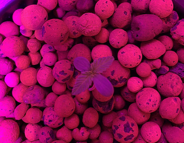 Проращивание Purple Lemonade Auto Проращивание семян конопли Purple Lemonade Auto