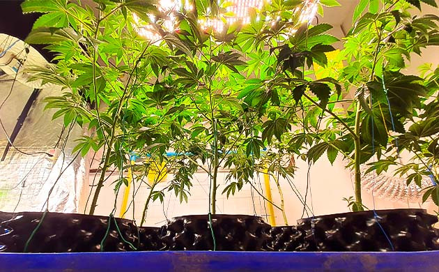 Дефолиация конопли Куст End Game RBX EC #4 Line на 5 неделе выращивания