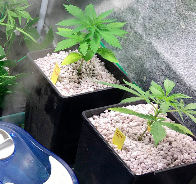 Пересадка ростка в горшок большего объема на 2 неделе Куст на 2 неделе выращивания