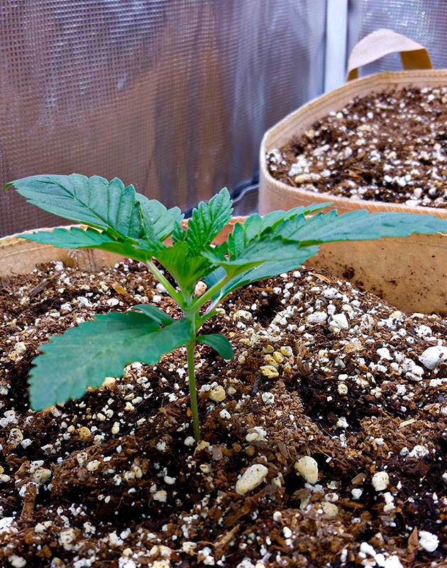 Подкормка удобрениями со 2 недели выращивания 2 неделя выращивания