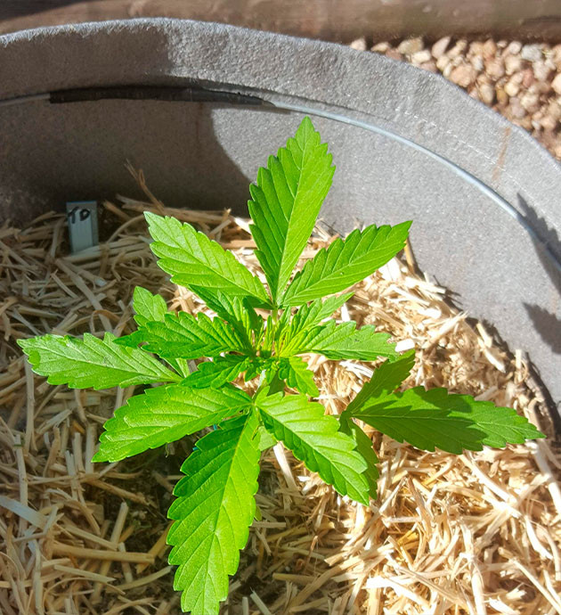 Пересадка каннабиса на 3 неделе вегетации Куст конопли в тканевом горшке