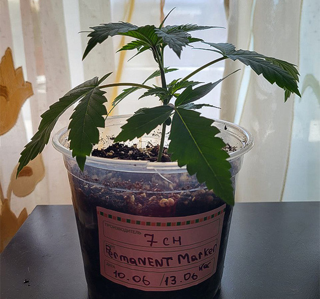 Старт вегетационного периода каннабиса Марихуана после полива