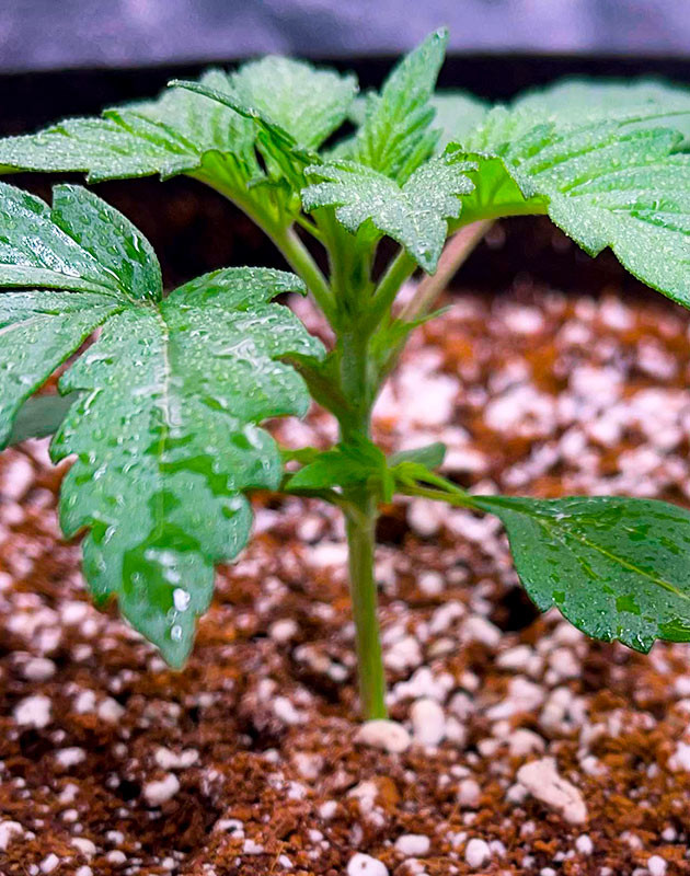 Набор зеленой массы Гроурепорт сорта Bruce Banner Auto