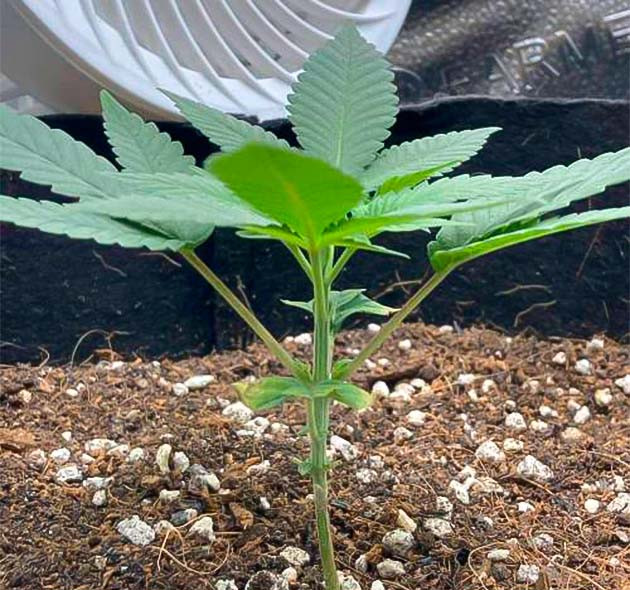 Активная фаза: зелёная масса набирает плотность 4 неделя роста марихуаны