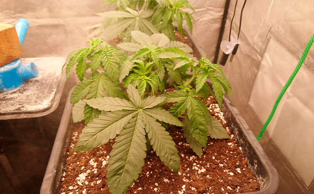 Повторный топпинг конопли Кусты высотой 15 см