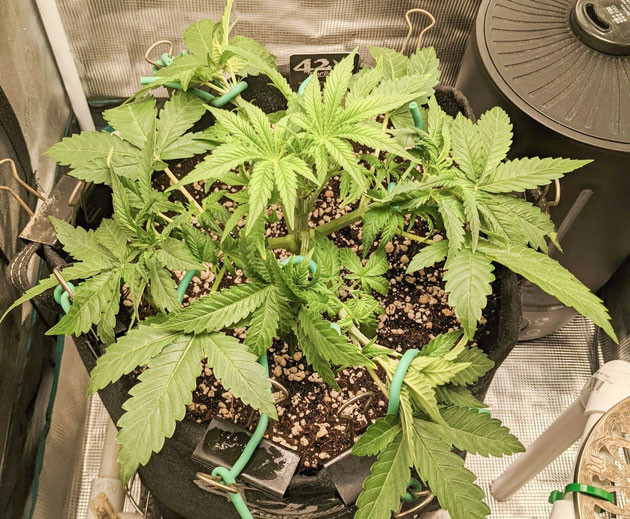 Техника LST для Bruce Banner Auto Уход за обеими палатками с Bruce Banner Auto