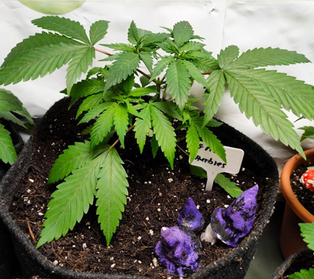 Пересадка куста в гроубэг Grandmommy Purple в новом горшке