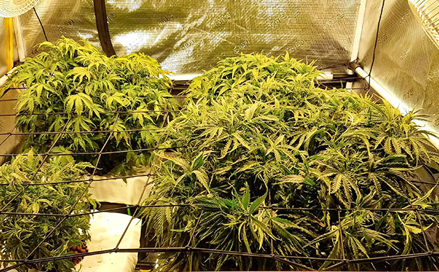 проблемы с листьями Gelato Auto