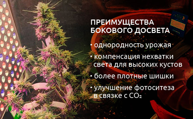 Плюсы бокового освещения марихуаны Использование бокового освещения при выращивании конопли