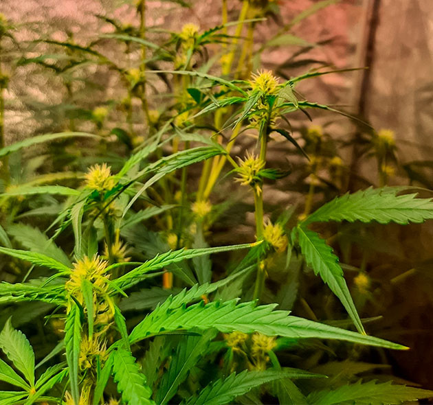 Выращивание сорта конопли Johnny Cage Auto Гроурепорт Johnny Cage Auto