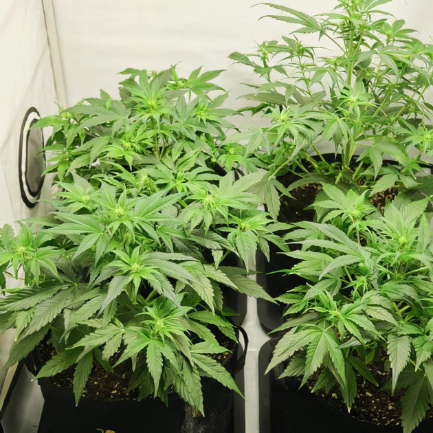 Начало цветения Кусты Apollo F1 Auto на 6 неделе выращивания