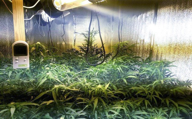 Цветение кустов на девятой неделе Кусты ростом 80 см