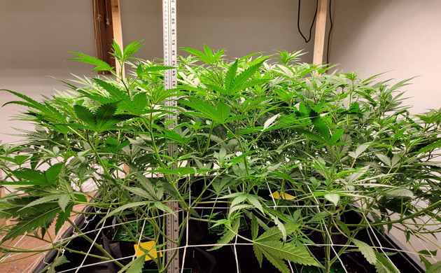 Начало цветения Кусты 66 см