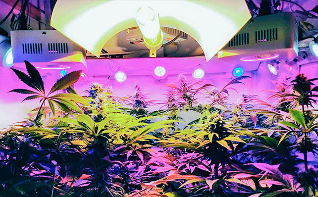 Плюсы дополнительного освещения конопли Преимущества выращивания каннабиса с дополнительным освещением