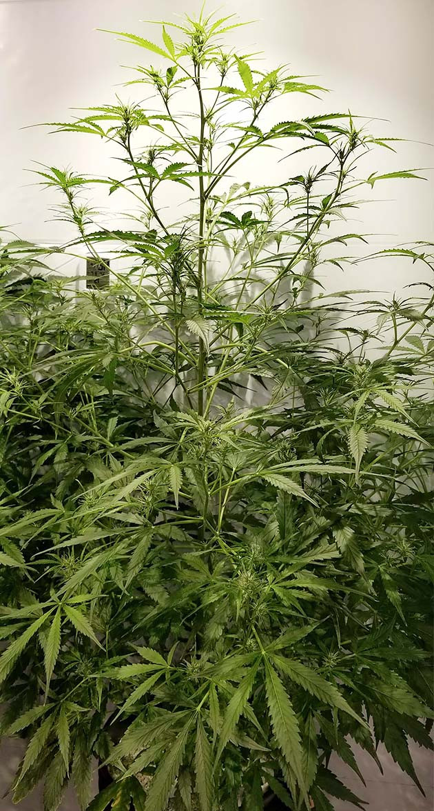 Последняя неделя вегетации Последняя неделя веги растишки West Coast OG