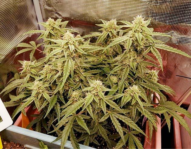 Дополнительная подкормка конопли Куст Godfather OG Auto на 7 неделе развития