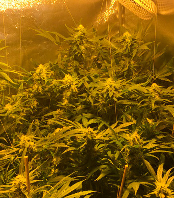 Появление аромата на 11 неделе выращивания 4 неделя цветения марихуаны LSD