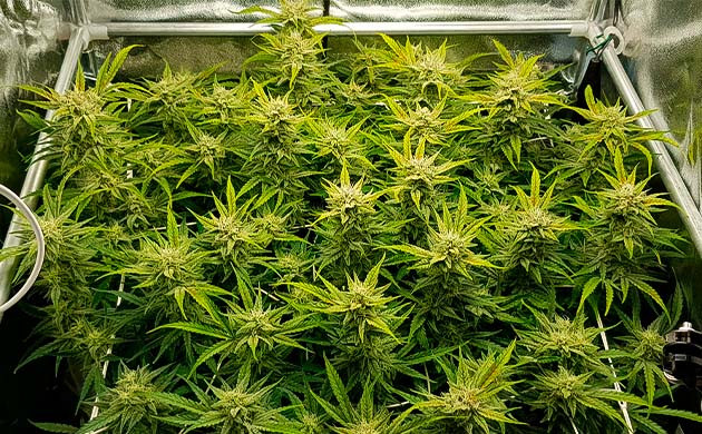 Появление сильного запаха на 10 неделе Куст конопли высотой 66 см