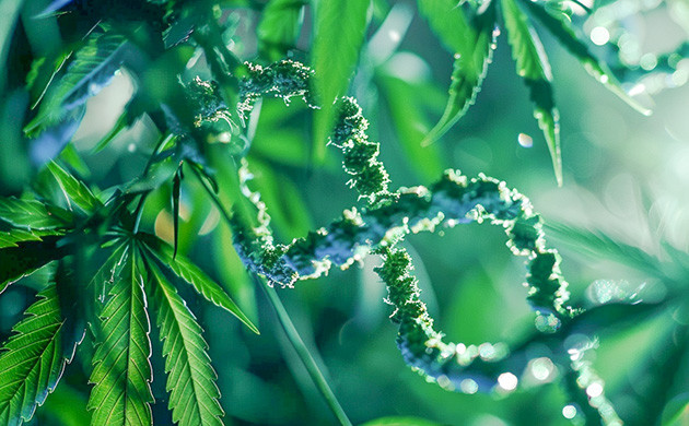 Генотип и фенотип: основы понимания генетики конопли Влияние генотипа на характеристики каннабиса