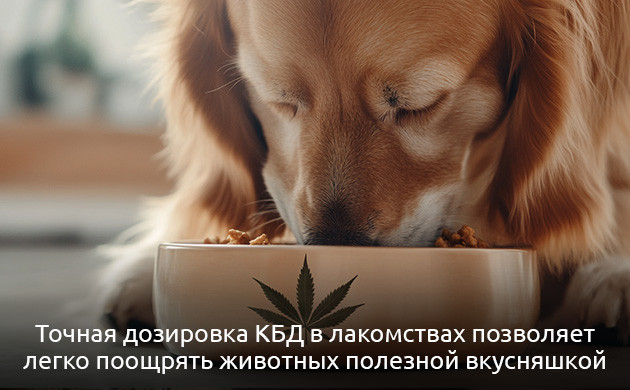 Лакомства для питомцев с каннабисом Лакомства с каннабиноидами для питомцев