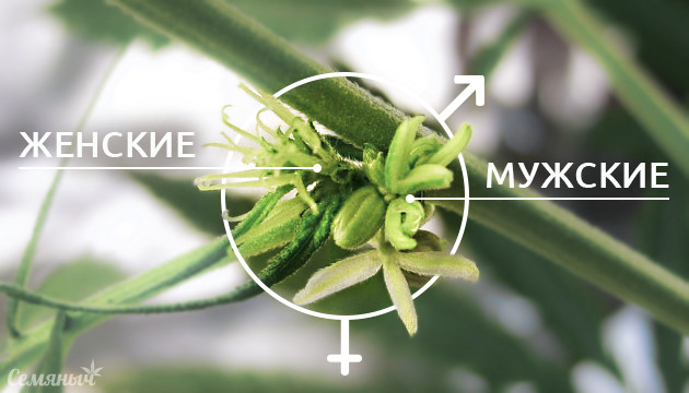 Гермафродитизм у конопли Конопля гермафродит
