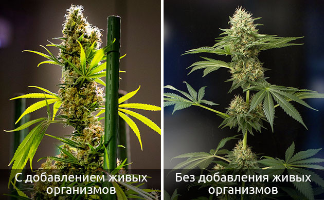 Добавки к живой почве и производство терпена