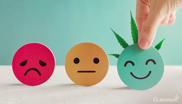 Влияние каннабиноидов на психическое здоровье Конопля и психическое здоровье