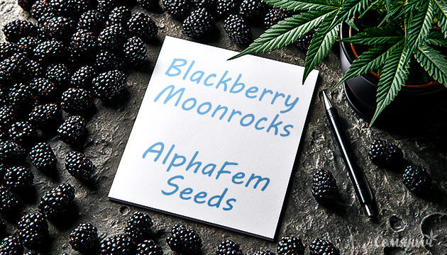 Гроурепорт сорта Blackberry Moonrocks от сидбанка AlphaFem Seeds