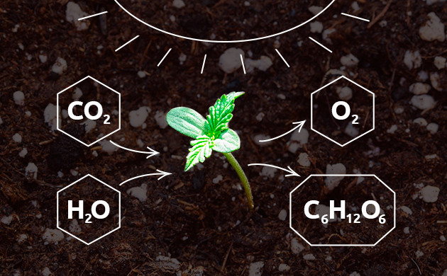 Фотосинтез: основа жизни в каннабисе Фотосинтез и выживание каннабиса