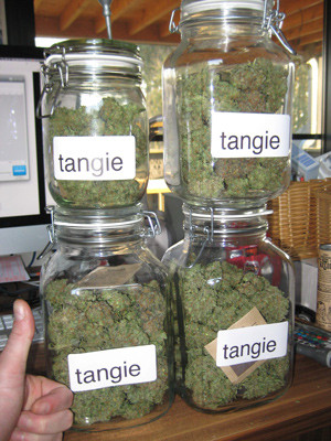 Полученный урожай Урожай соцветий Tangie'matic auto