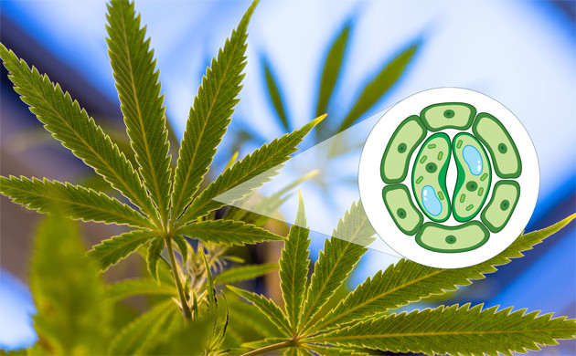 Какой спектр света необходим конопле для фотосинтеза Освещение марихуаны